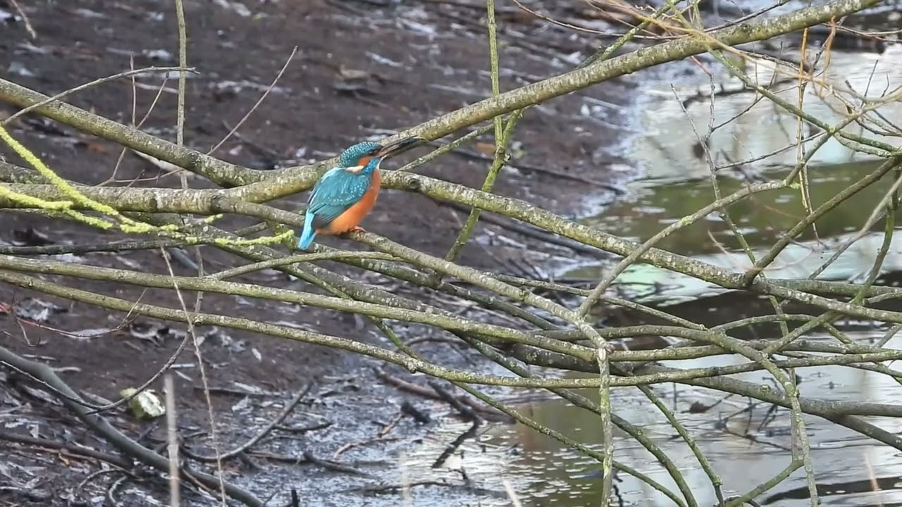 Kingfisher catching breakfast