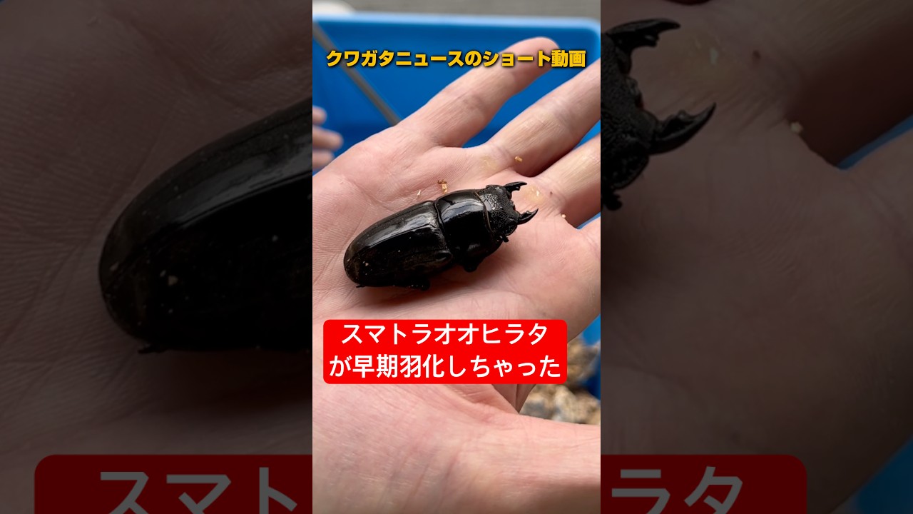 【スマトラオオヒラタ】早期羽化したメスを割り出します！