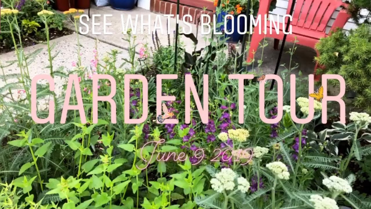 Garden Update: June 9 2019
