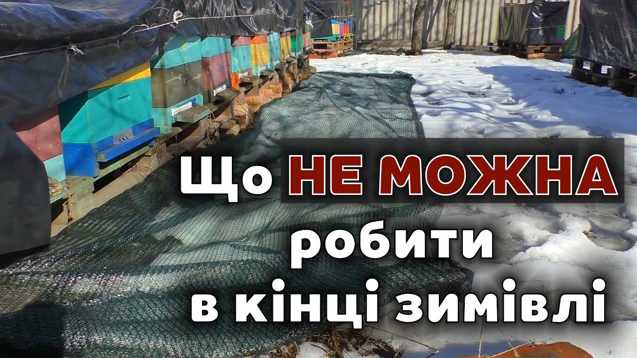 Що НЕ ТРЕБА робити в кінці зимівлі бджіл. Помилки бджолярів.