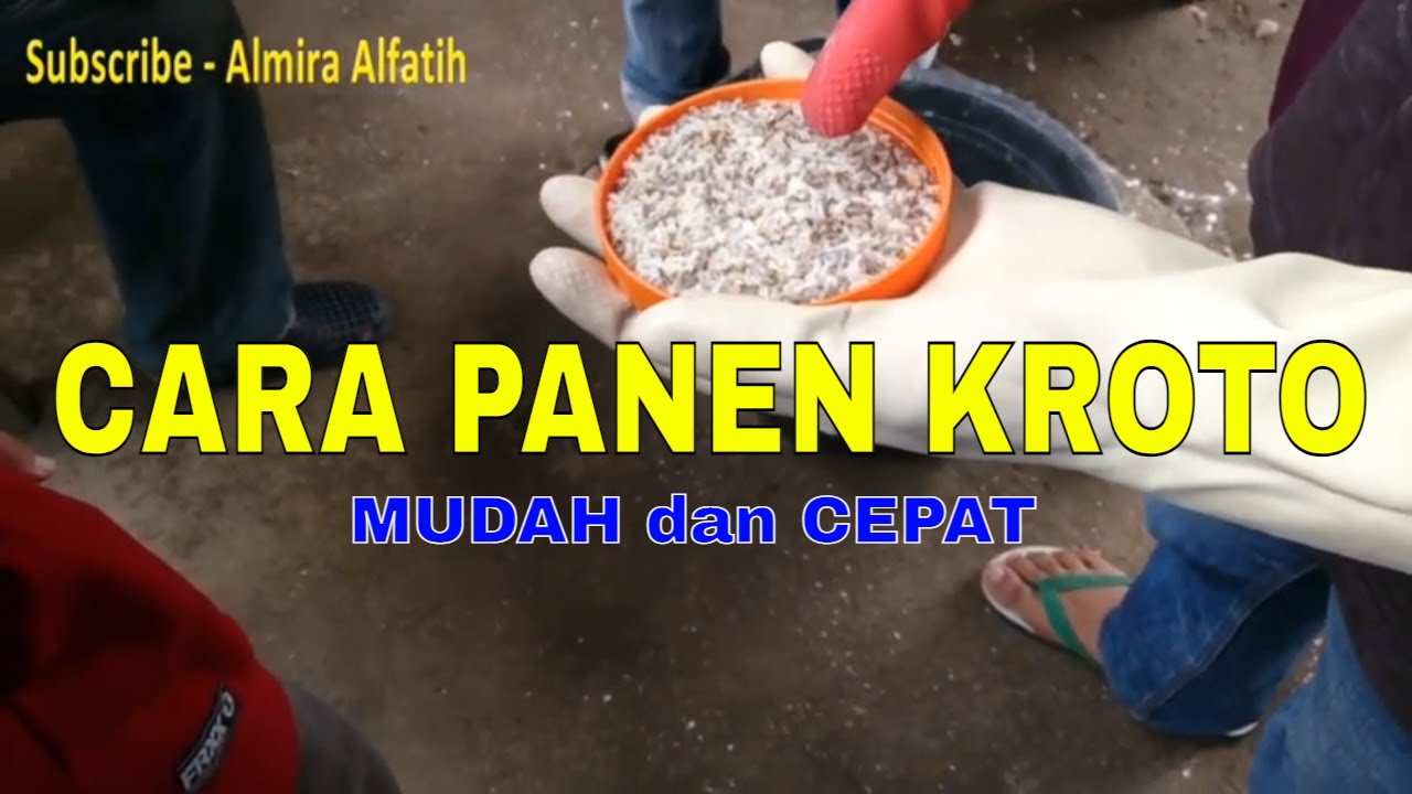 Tutorial Panen Kroto: Mudah dan Cepat Jadi Ahli Telur Semut!
