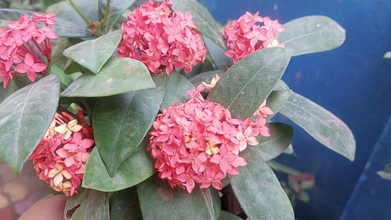 All types plant video 