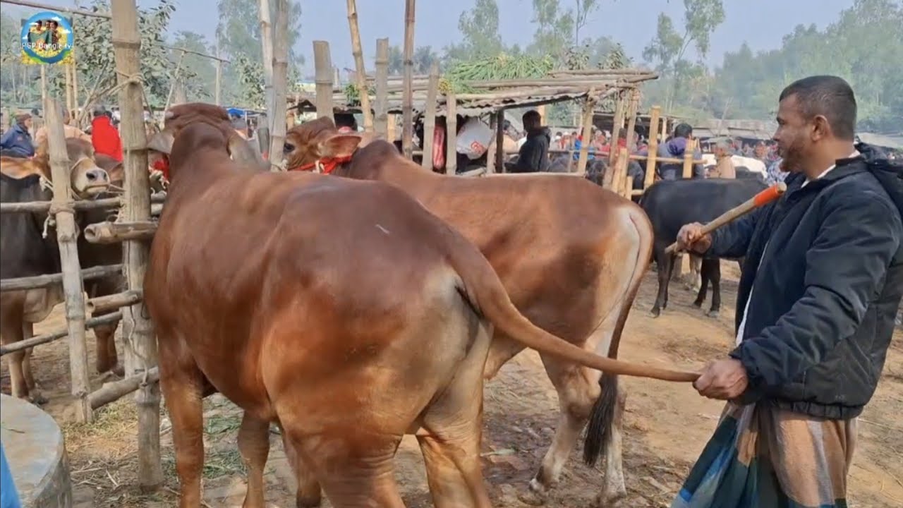 @ 3 February 2026|| হতে হতে হচ্ছে না, খামার উপযোগী শাহীওয়াল জাতের ষাঁড় গরু দিনাজপুরের আমবাড়ী হাটে??