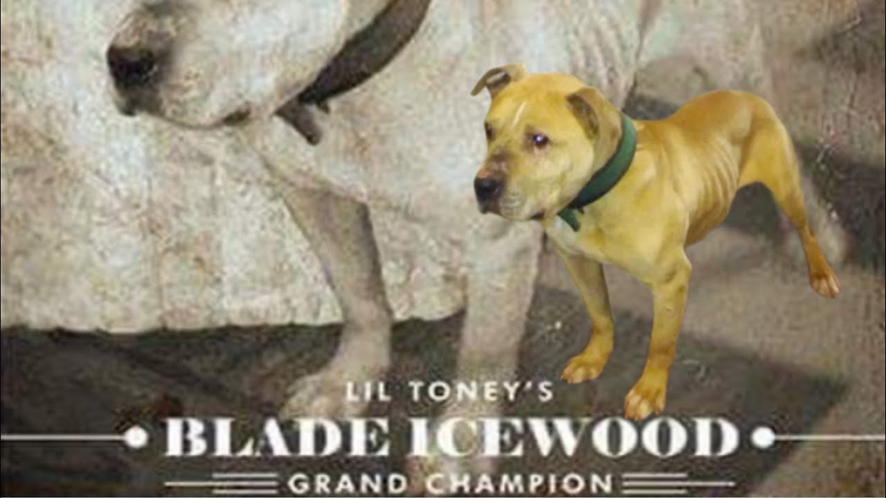 Is Gr Ch BLADE ICEWOOD ONE OF THE COLDEST MALES🥶👀 #apbt #dogtype #dogbreed