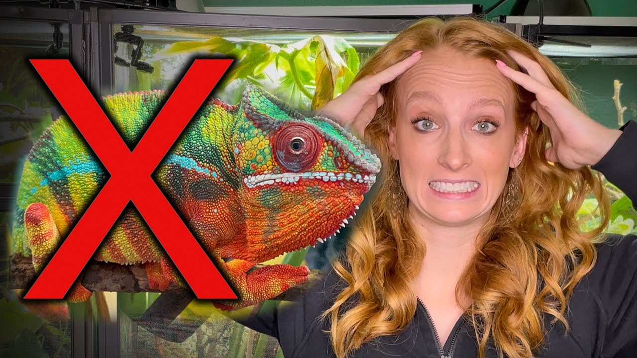 5 reasons why you should NOT get a chameleon