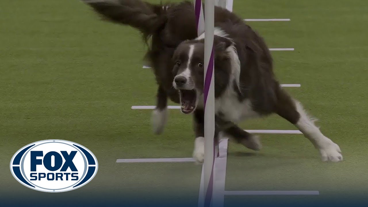 Typo the Border Collie wins the 20