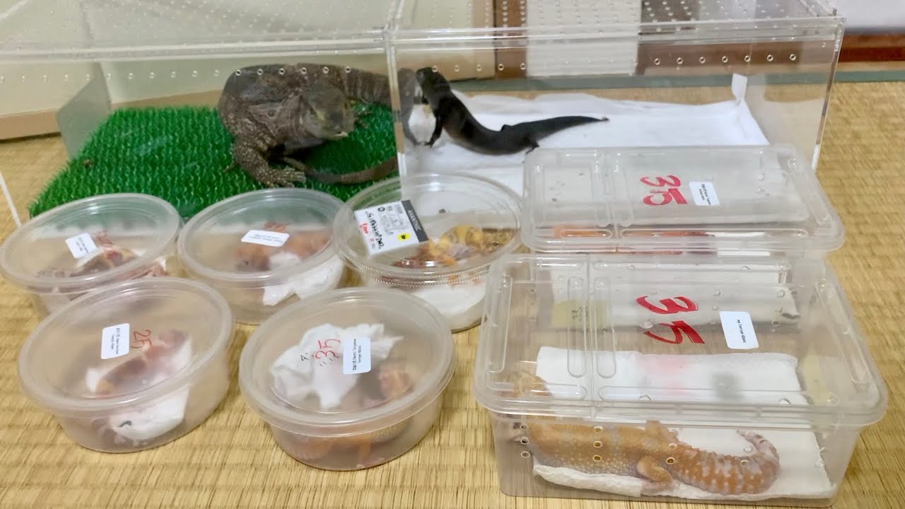 爬虫類ショップで売れ残ってしまった生体の末路