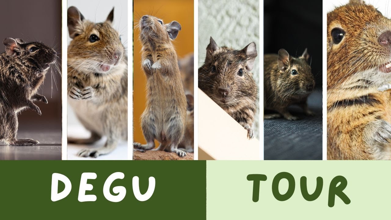 Degu-licious: The Ultimate Compilation of Adorable Degu (and a few gerbil) Videos 💕