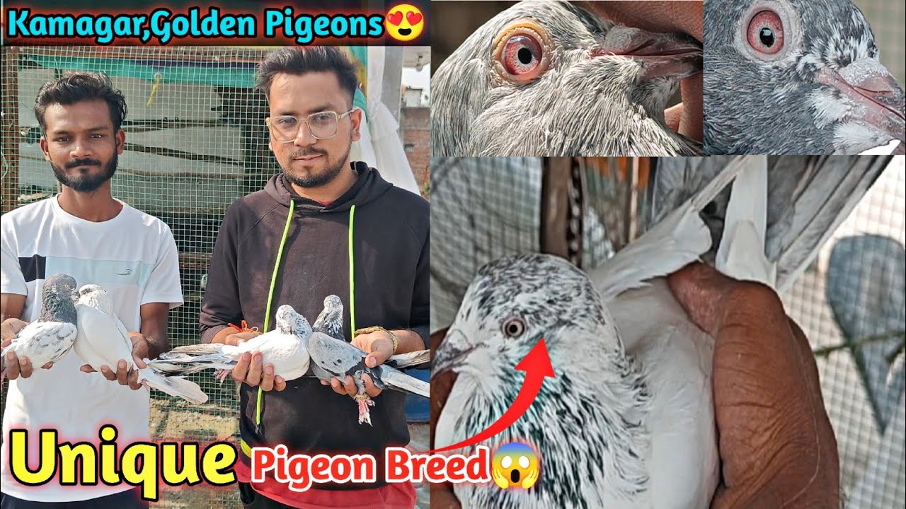 Unique Pigeon Breed In Nagpur😍 | Kamagar,Golden,Desi Kabootar