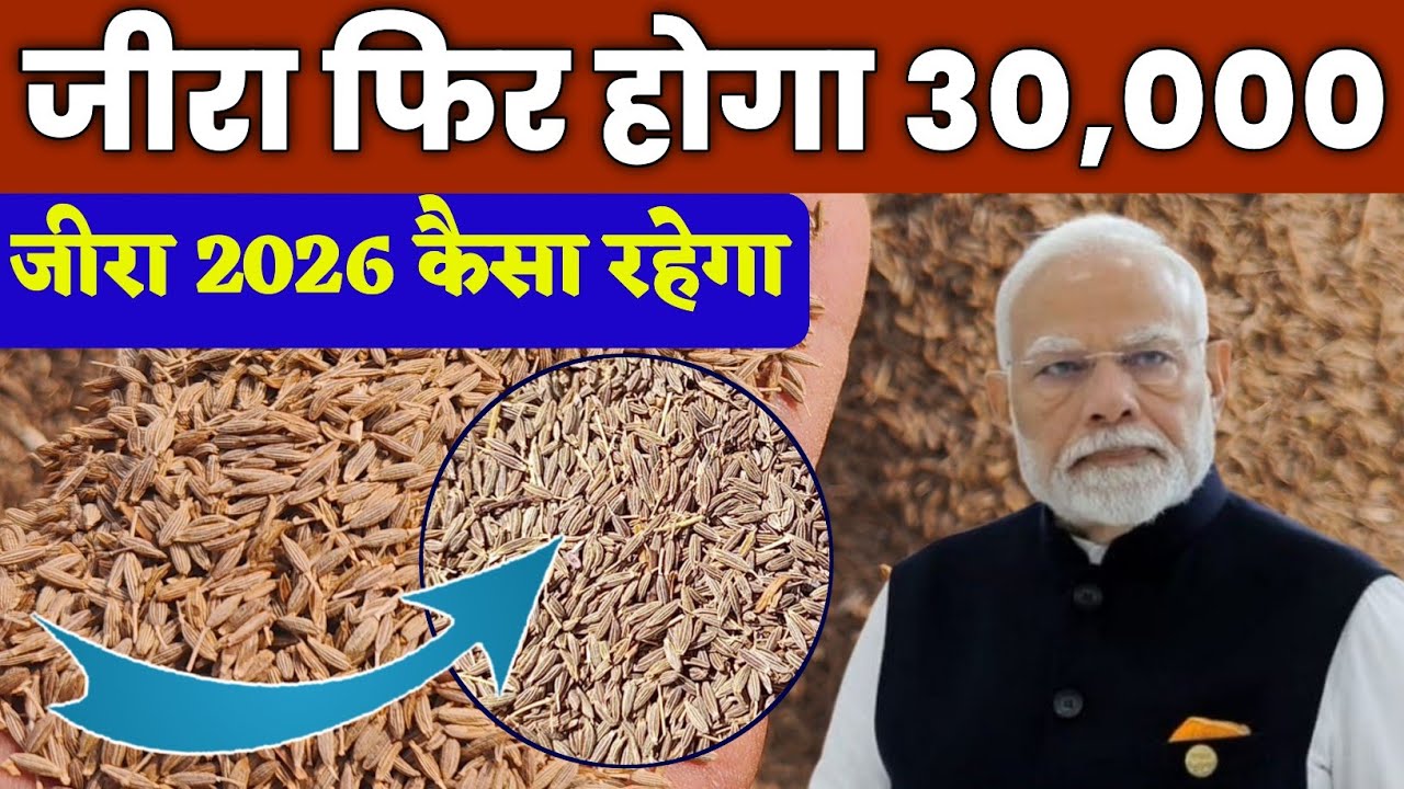 Will cumin cross 30,000 again? Jeera Report Jeera Ka Bhavishya Jeera Future