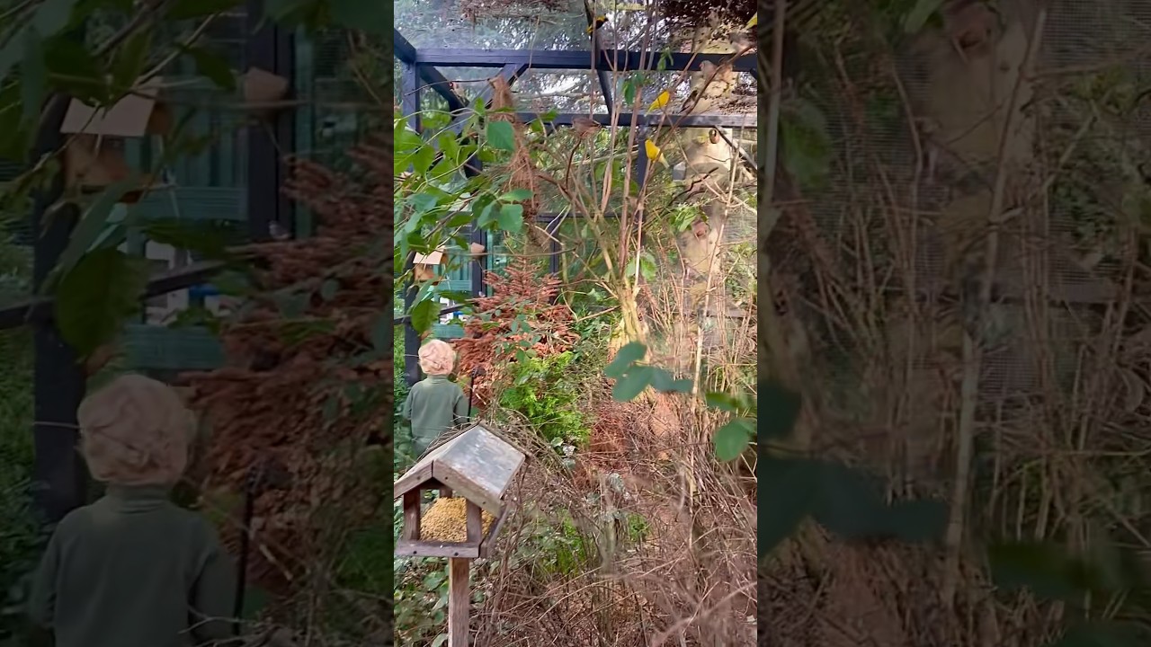 Large finch and softbills Bird Aviary #birds #canary #finches #aviary #pets #pet #petlover #bird
