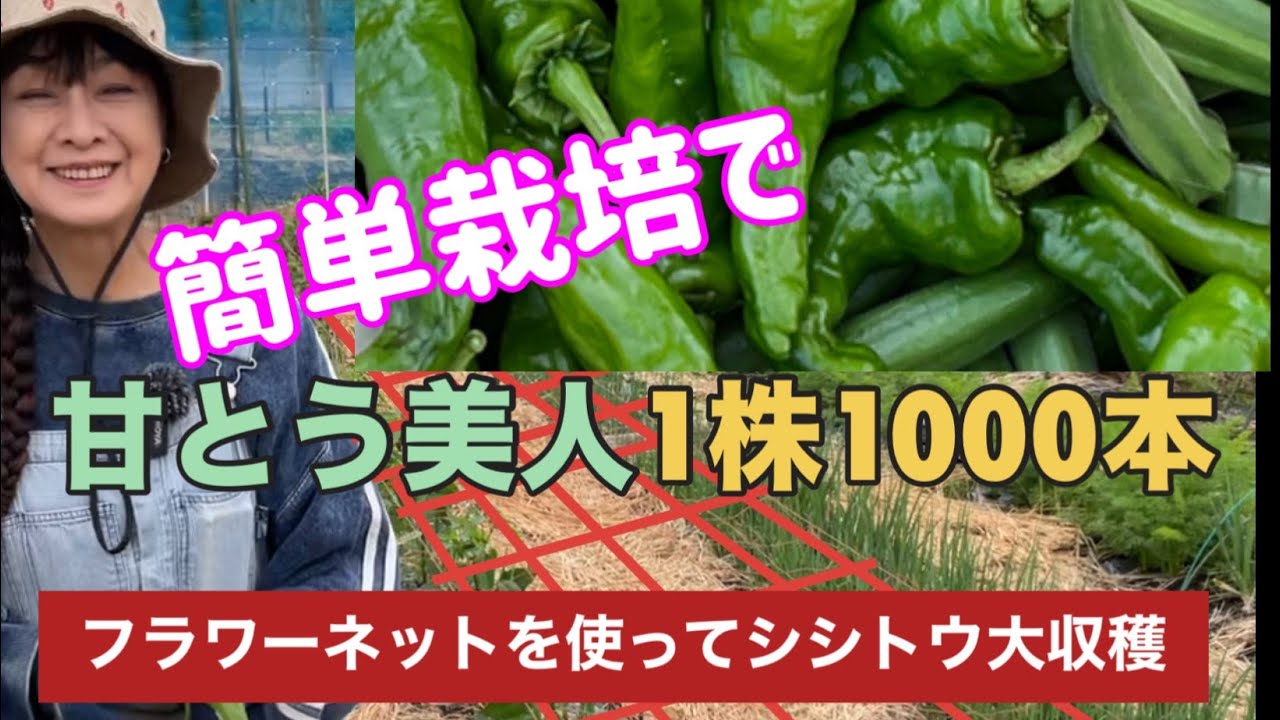 【家庭菜園】フラワーネットを張ってピーマンシシトウ夏野菜を栽培しよう
