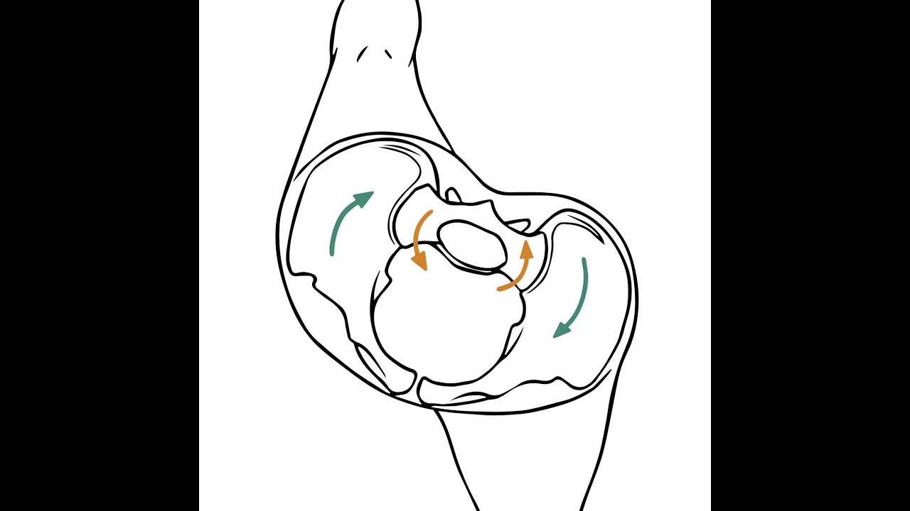 TTP 154: Sacroiliac Joints: The Next Level (with Til Luchau & Whitney Lowe) Listener Favorite!