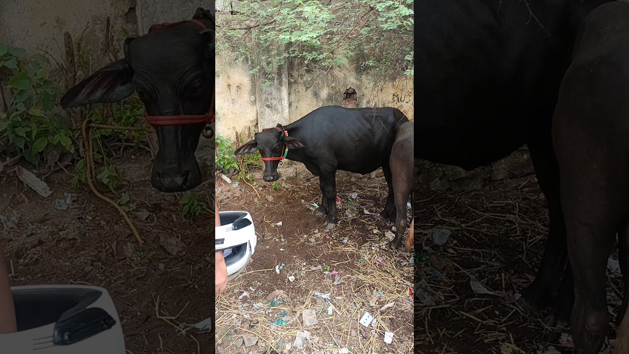 110000-2 calfs #erragaddamarket #trending #viral #cow #farming #dairyfarming #animals #prices #murah