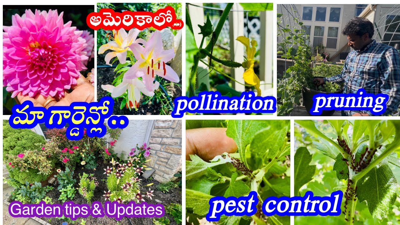 🇺🇸అమెరికాలో ఆరోగ్యం కోసం మంచి garden tips 🤗..గాలివానలో పాపం మా మొక్కలు🤪🪴☔️🏡#gardening #ohio #storm