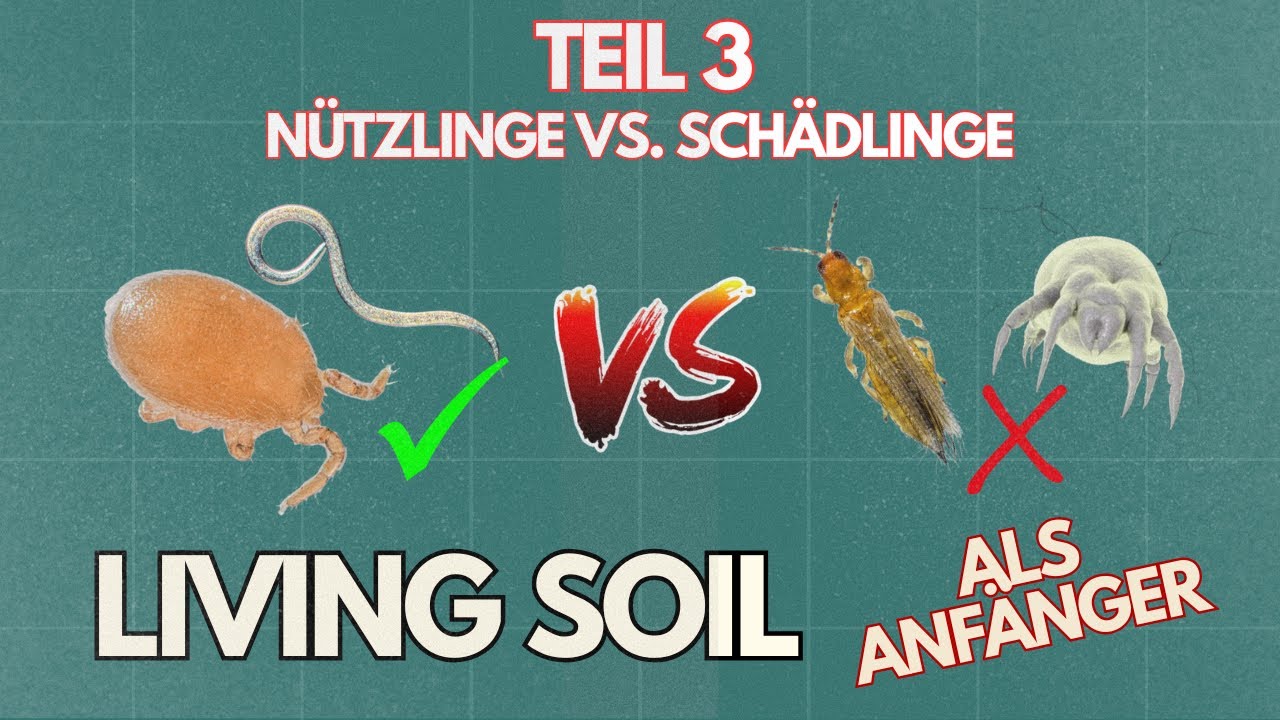 🦟 Living Soil als Anf&auml;nger - N&uuml;tzlinge vs. Sch&auml;dlinge | Teil 3