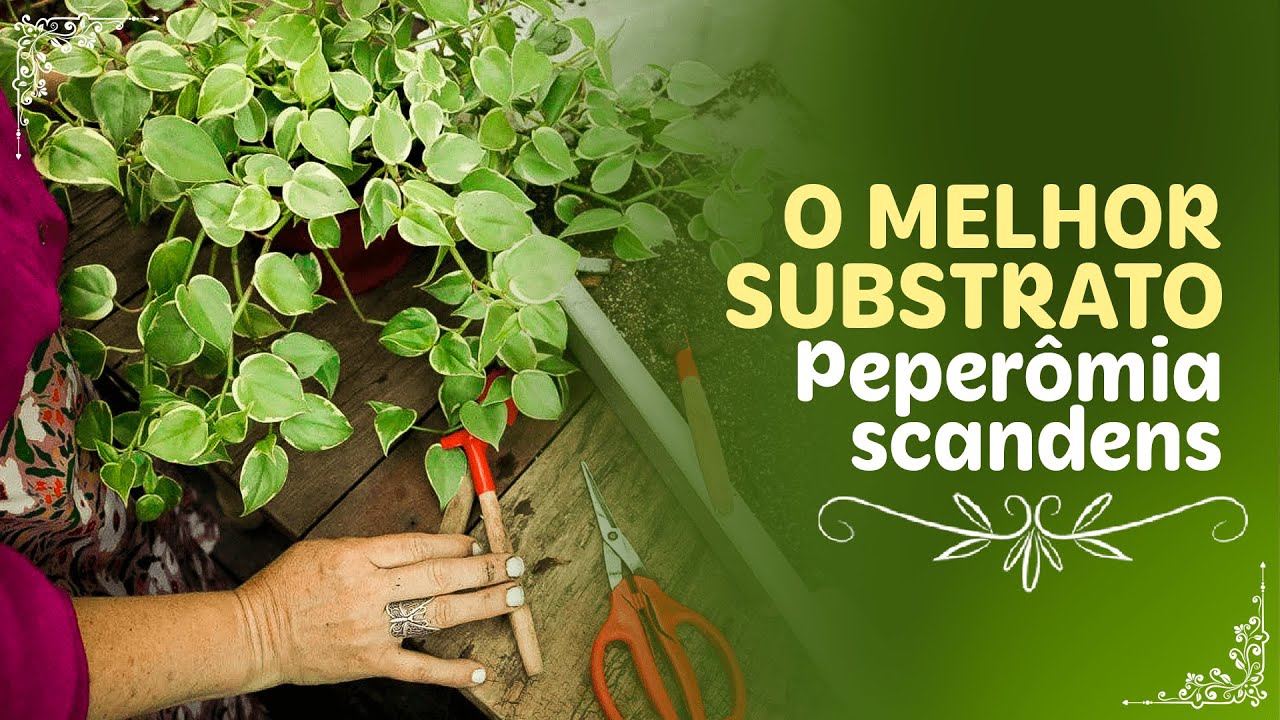REVELANDO o MELHOR SUBSTRATO para a PEPEROMIA SCANDENS