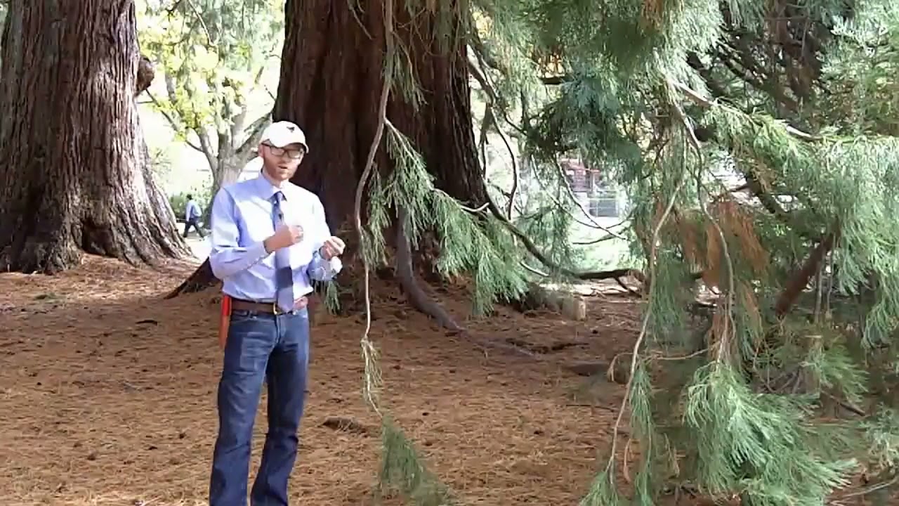 Giant redwood (Sequoiadendron giganteum) - Plant Identification