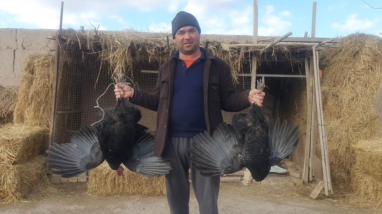 Tabiat qo'ynida ko'paytirish uchun kurka sotib oldim !!!