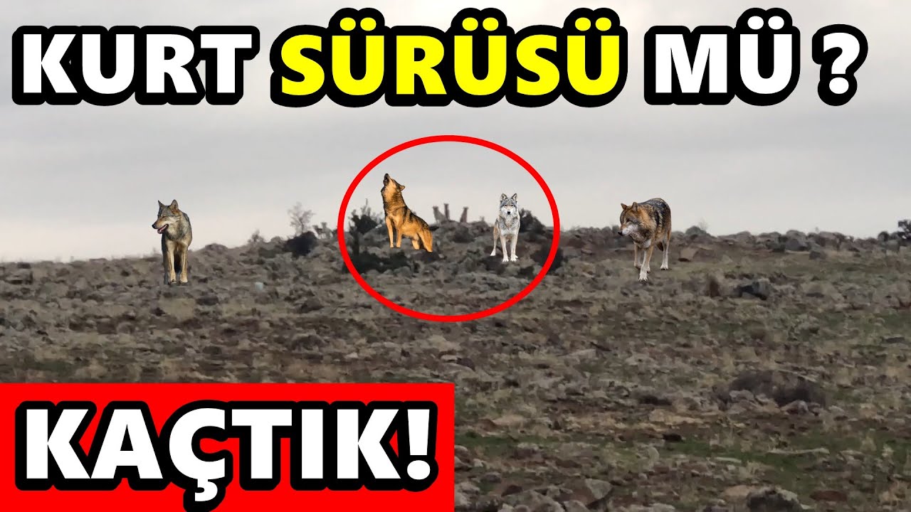 BUNLAR KURT MU KÖPEK Mİ ? KAÇTIK!