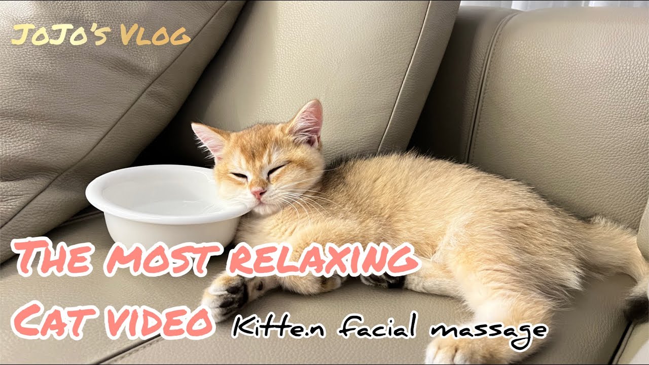 JoJo cat - 療癒系貓咪影片｜幫英短小奶貓臉部按摩｜享受到手掌開花 British shorthair kitten enjoys facial massage
