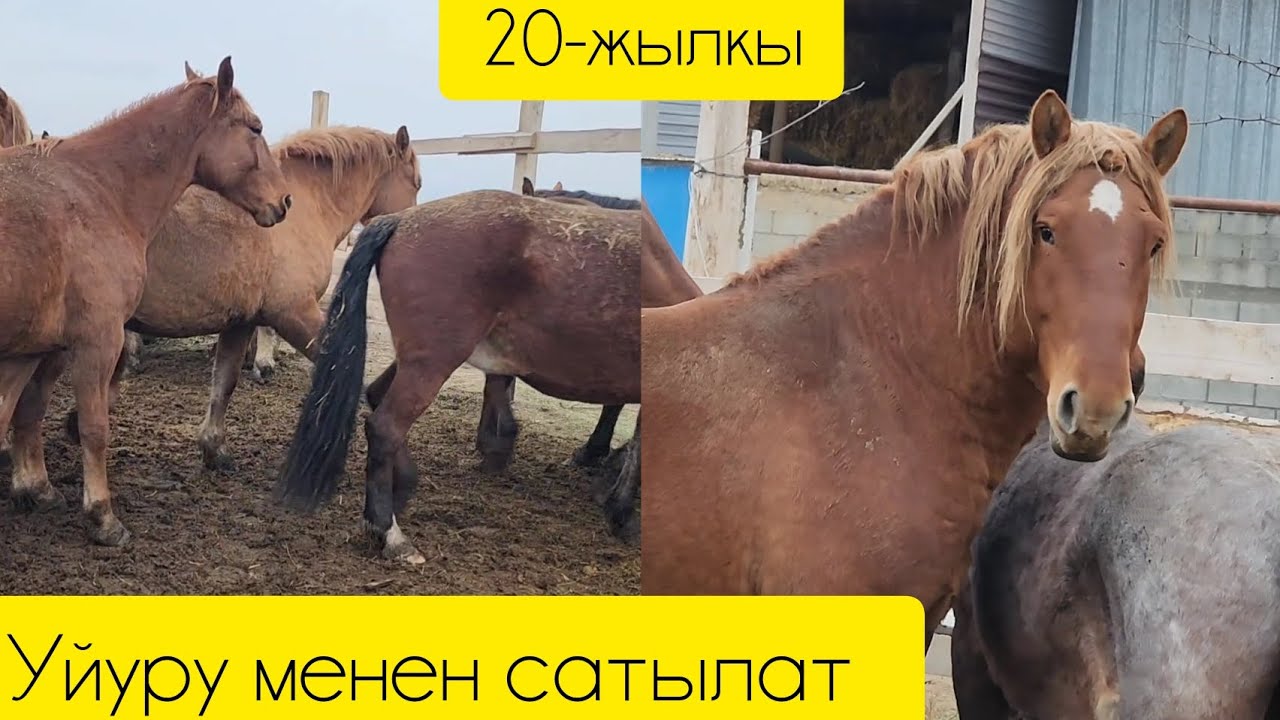 Бир уйур жылкы сатылат тел:+996779949549