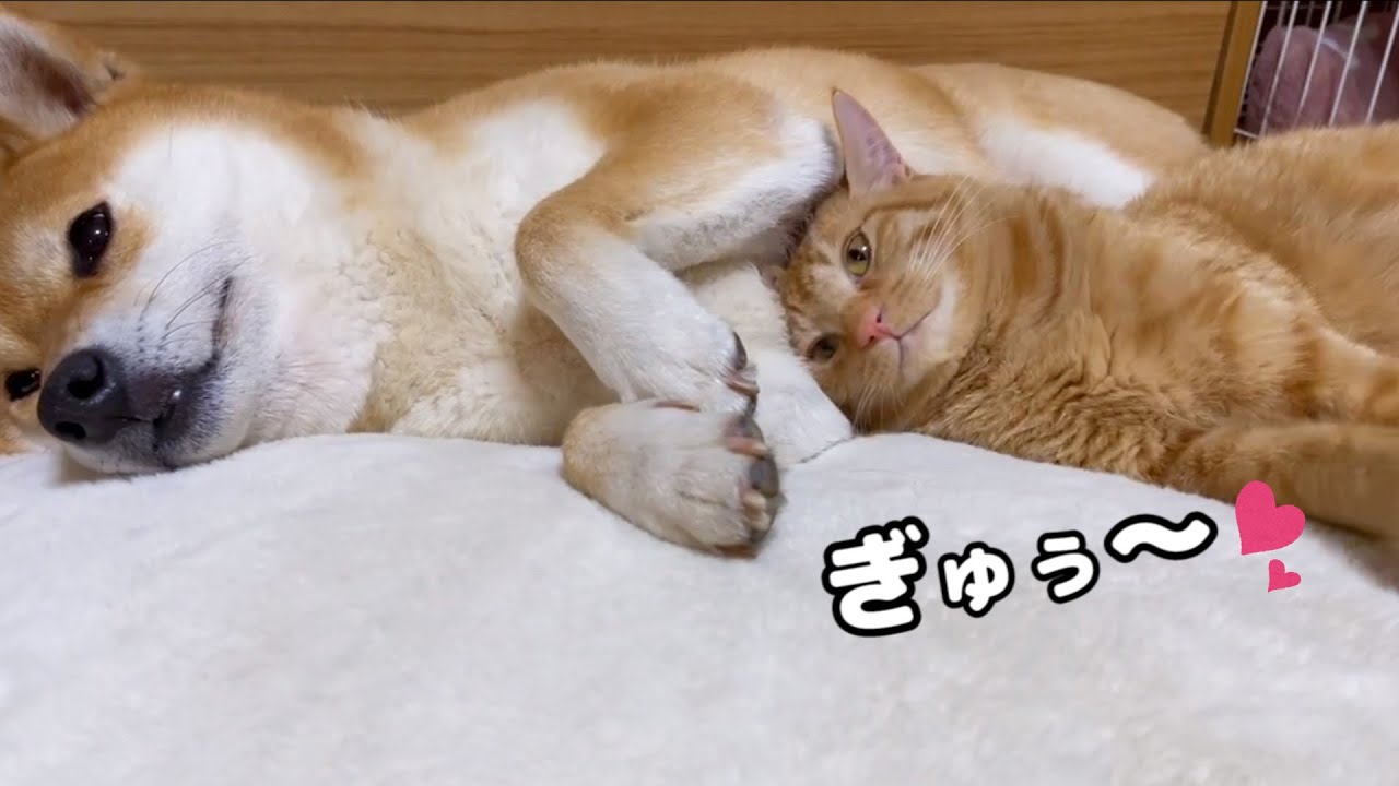 柴犬ママのお腹に頭からギュ～の子供猫が可愛い♥