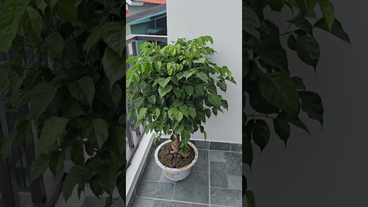 Cần môi giới hợp tácHoa hồng 50 triệu.mặt tiền6.6m.Nhà 52m.ngõ 4mGiá1.8 tỷ có thương lượng0386544974