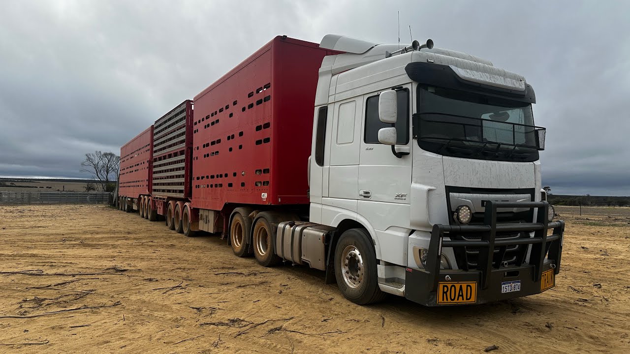 Road Train Full Of Sheep