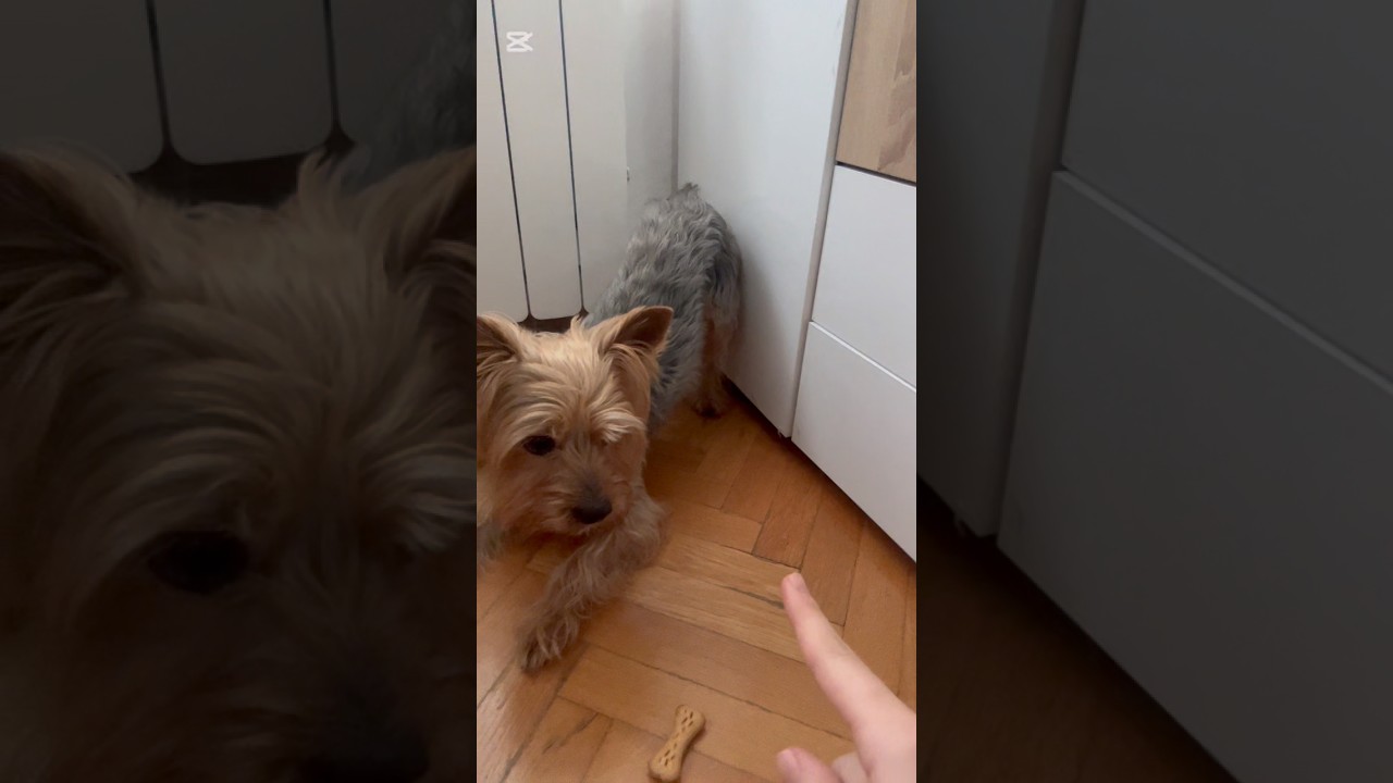 #funny #trending #mydog #dog #марайкаяйка