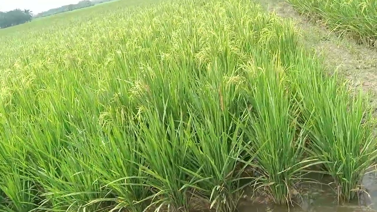 Cek sawah yang mau panen #sawah #shorts #petanimilenial #lumbungpadi 