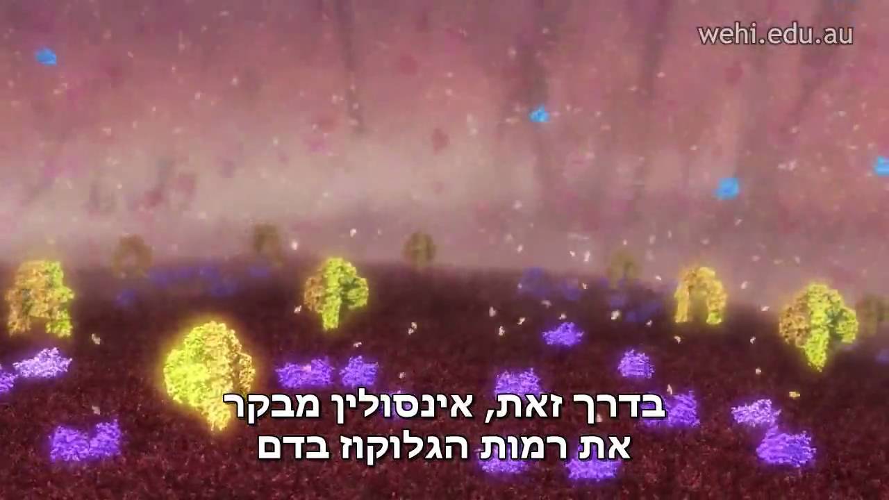 ייצור אינסולין וסכרת סוג 1