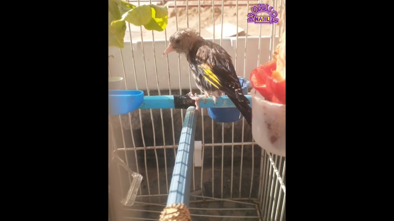 وصلت القمه الشرائيه 5000 درهم مغربيه الحسون الذهبي اسم نوار الشمس @chahidkayf @حولالعالم-ث4ه