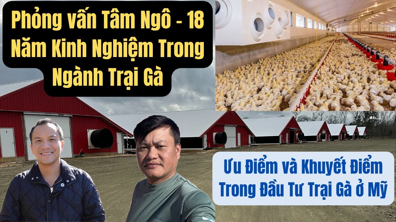 Ưu Điểm và Khuyết Điểm Trong Đầu Tư Trại Gà Ở Mỹ!