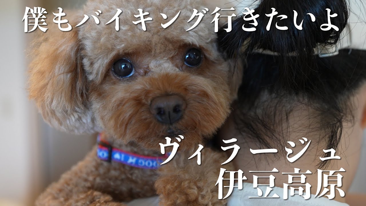 【ペットと泊まるお宿】ヴィラージュ伊豆高原に行ってきた！ | 50話