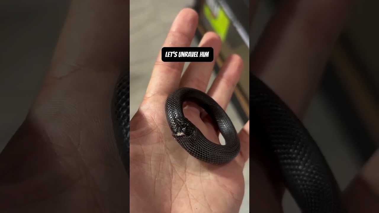black king snake swallowed its own tail in real life #snakes #tails #swallow #reallife
