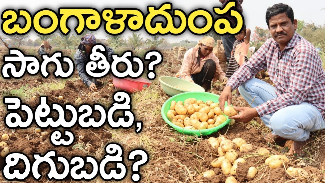 బంగాళాదుంప సాగు తీరు, ఖర్చు & దిగుబడి? | Potato Farming | రైతు బడి
