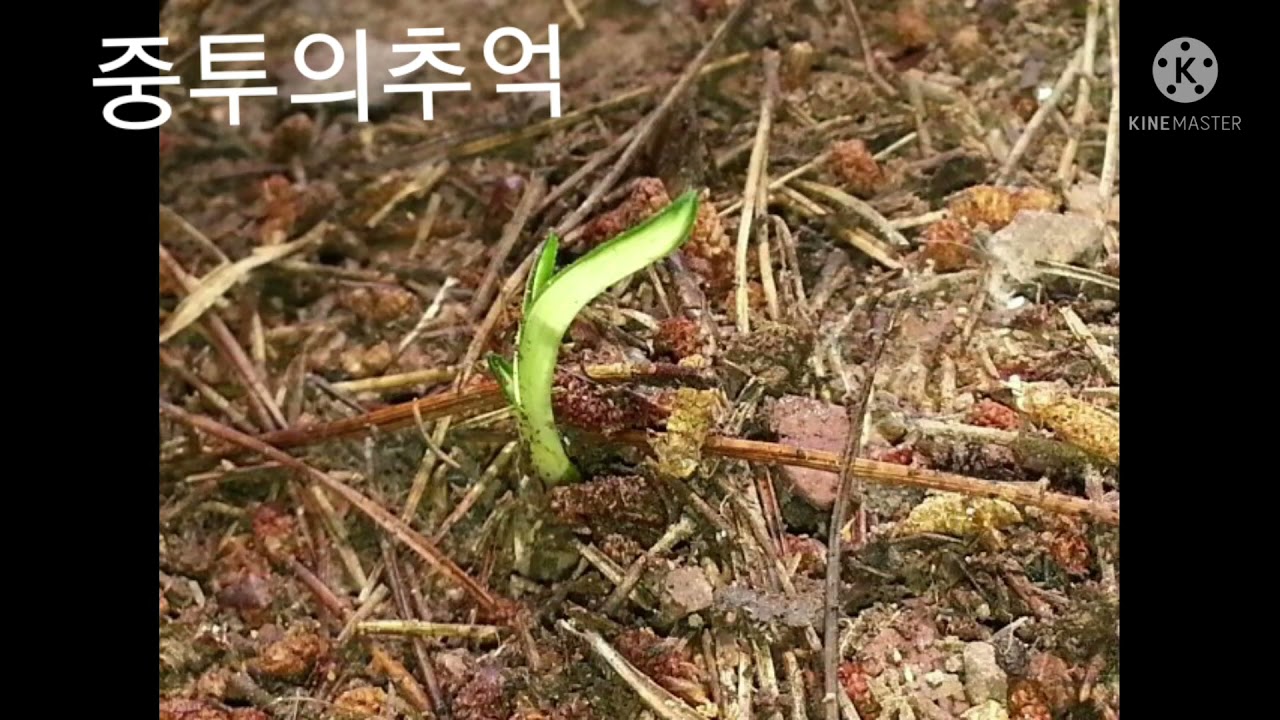#한국춘란#산채  중투 모음...#난초랑