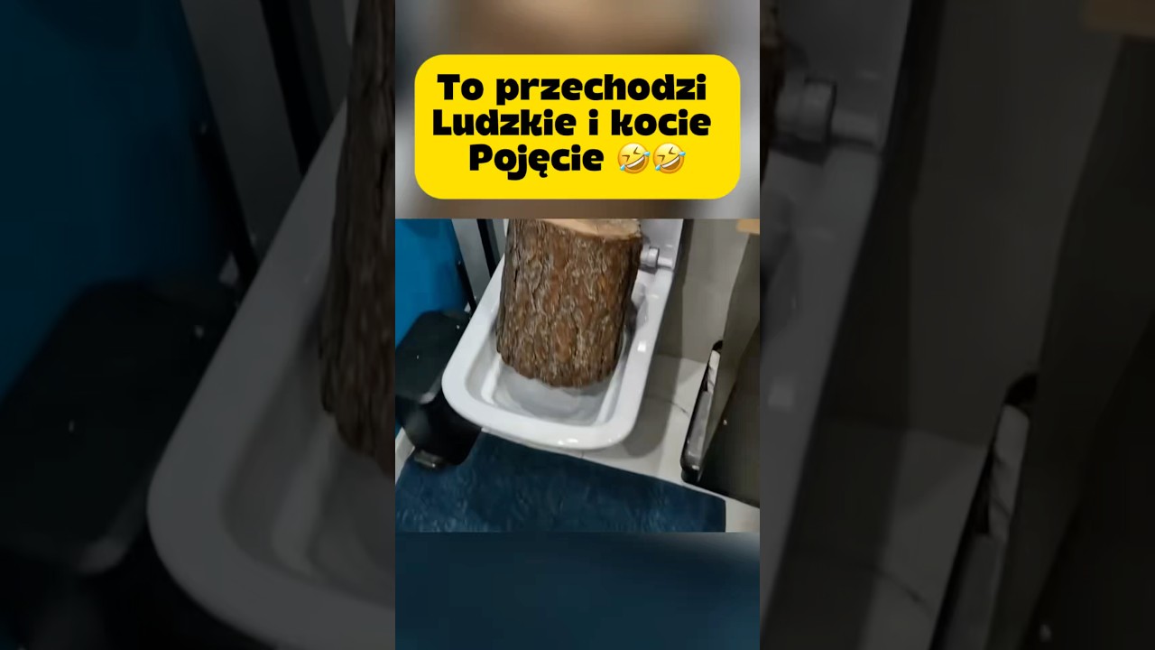 To przechodzi ludzkie i kocie pojęcie 🤣#memes #funny #shorts