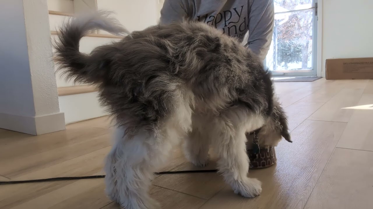 Steve - brushing your bitey puppy!
