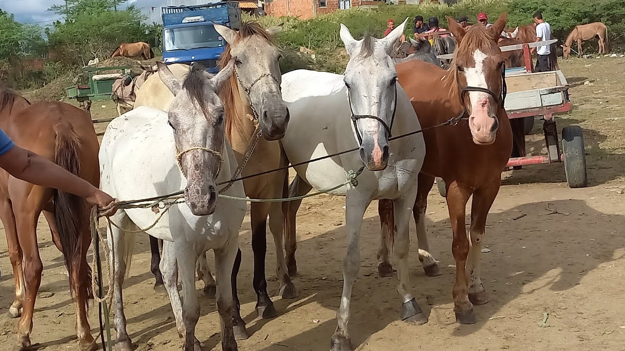 FEIRA DE CAVALOS E BURROS EM CAMPINA GRANDE-PB 09/04/2025