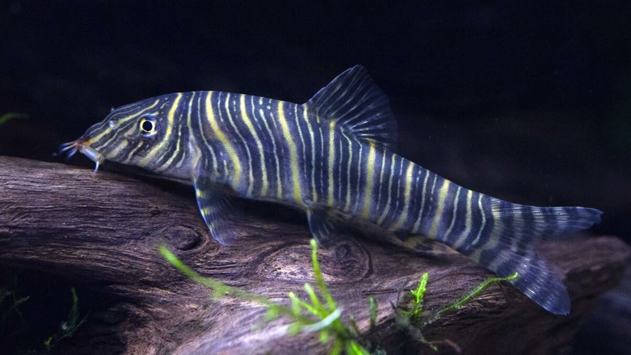 Fish Fact No.16 - Zebra Loach