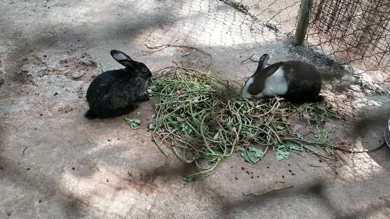 Saliyapura Zoo in Sri Lanka