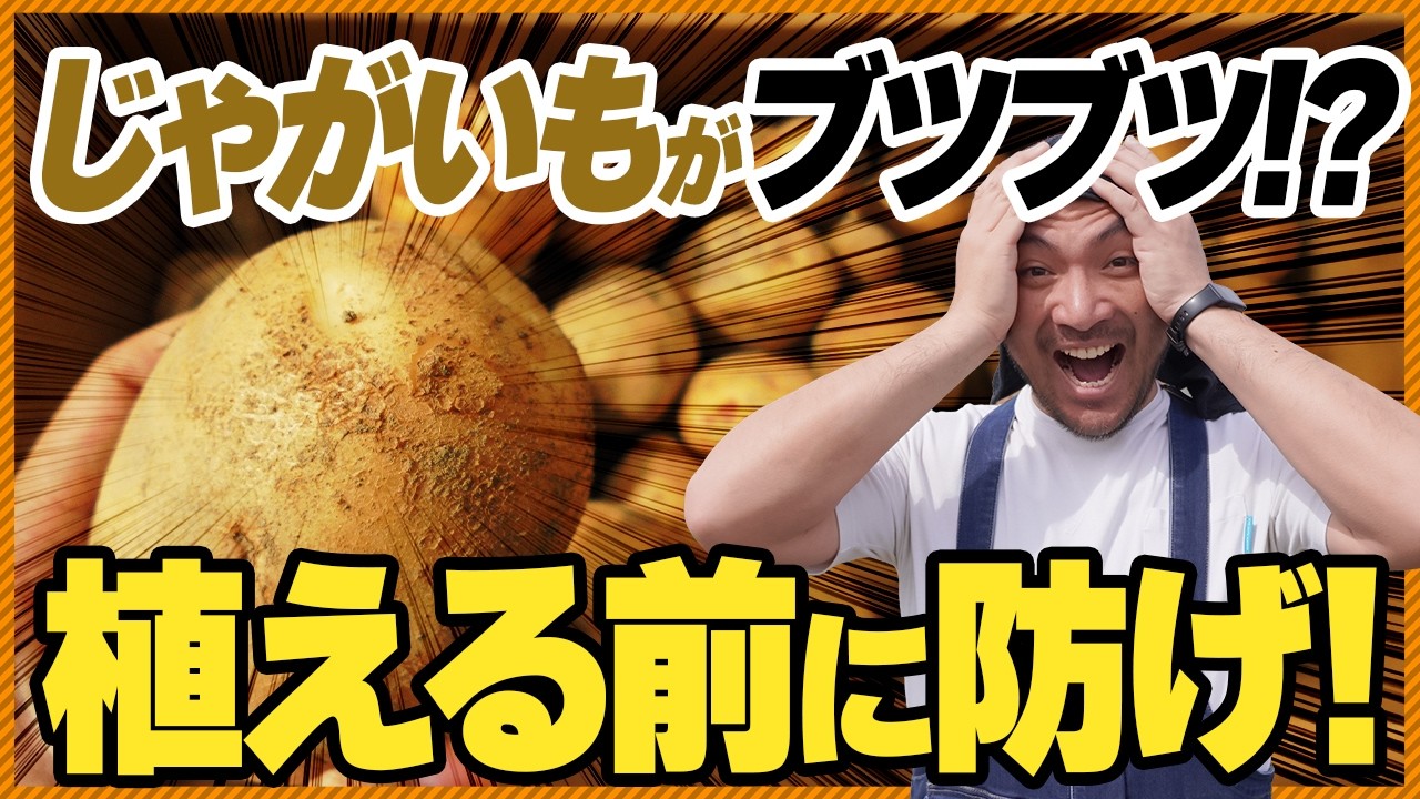 【農家直伝】じゃがいもがブツブツに！そうか病の原因と対策まるっと教えます ‼︎