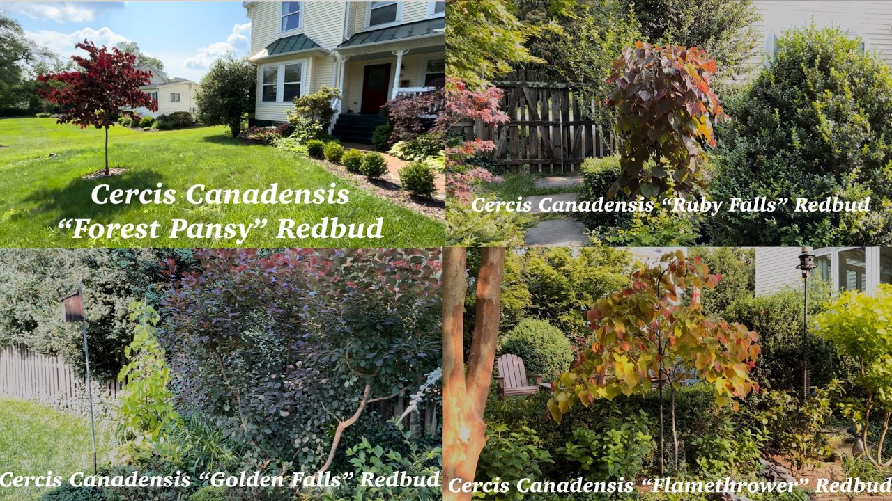 The Redbud Collection: Forest Pansy, Ruby Falls, Golden Falls, and Flamethrower