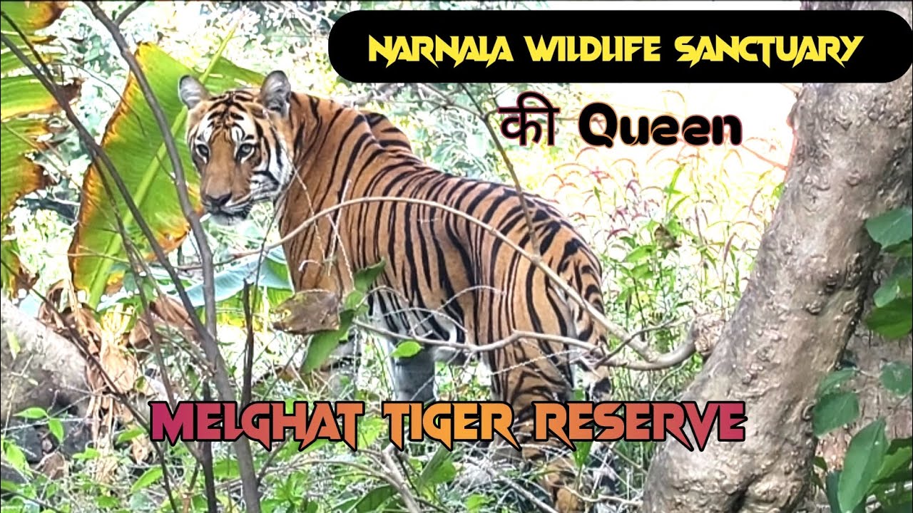 Narnala Wildlife Sanctuary | Melghat Tiger Reserve | Narnala Fort