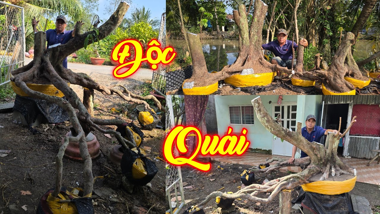 MR QUÝ | #0975929126 | ĐỘC ĐÁO KHẾ GIÀ QUẦN THỤ, LÊKIMA TRỨNG GÀ XƯA QUÁI ĐẸP, VÚ SỮA LỚN, ỔI RUBY..
