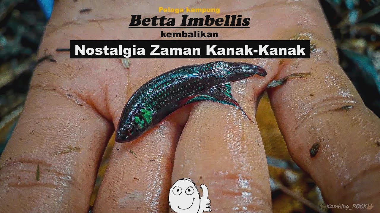 Catching Wild Betta Imbellis In Malaysia!!. Sauk Ikan Laga Kampung.