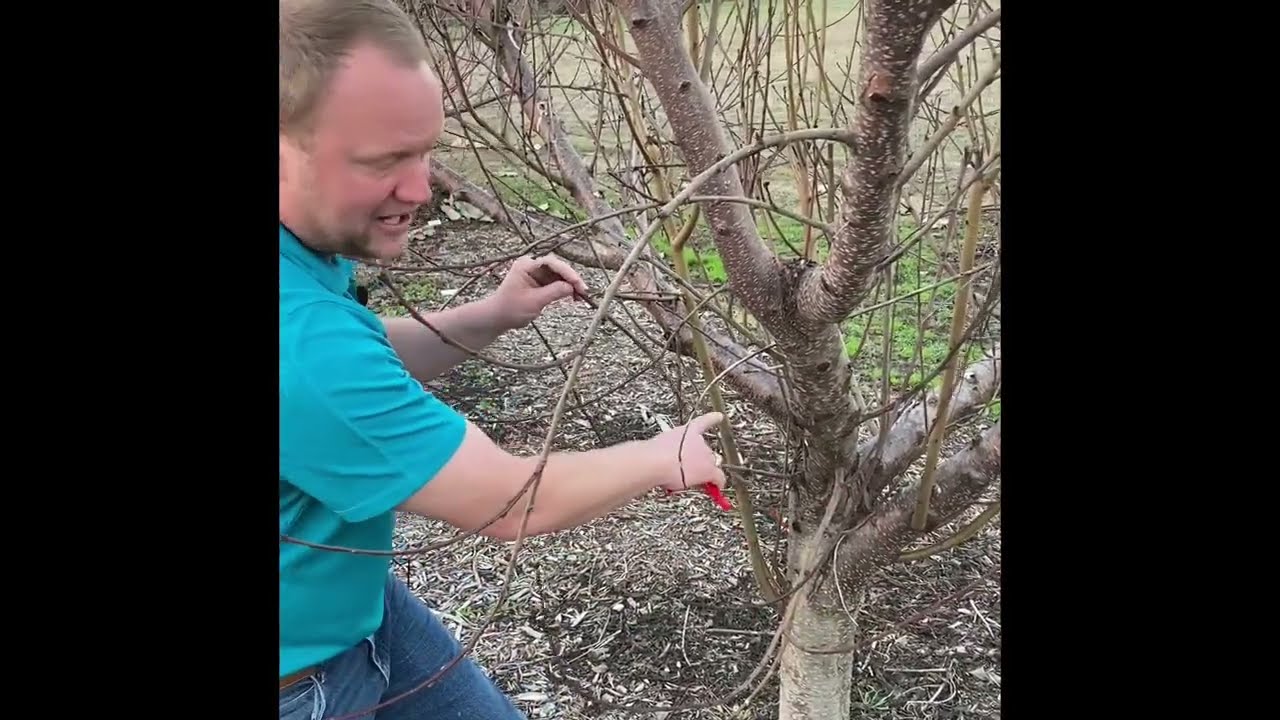 Зимняя обрезка