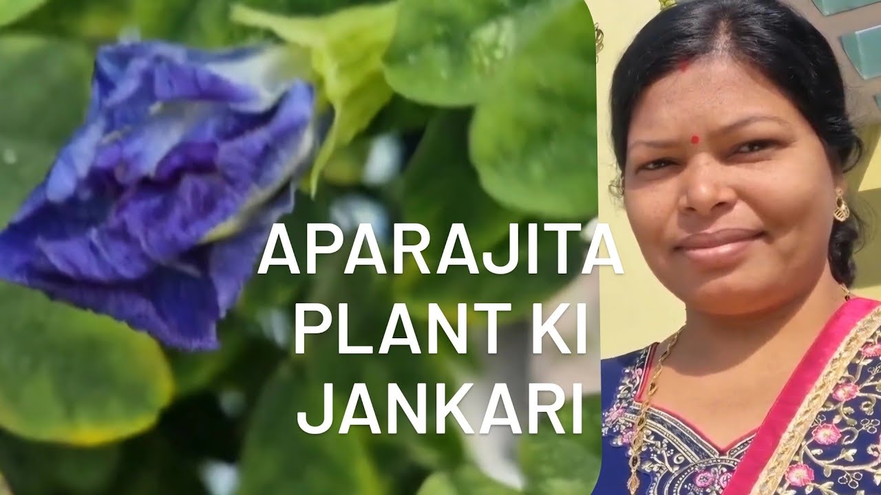 🔴APARAJITA PLANT CARE TIPS / HOW TO GET FLOWERS IN APARAJITA अपराजिता कैसे उगाए #gardening #plants